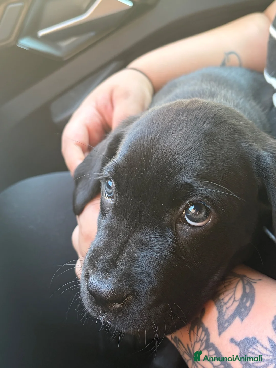 Cane Corso cani in vendita: cuccioli cane corso femmine 2 mesi  - Annuncio 1