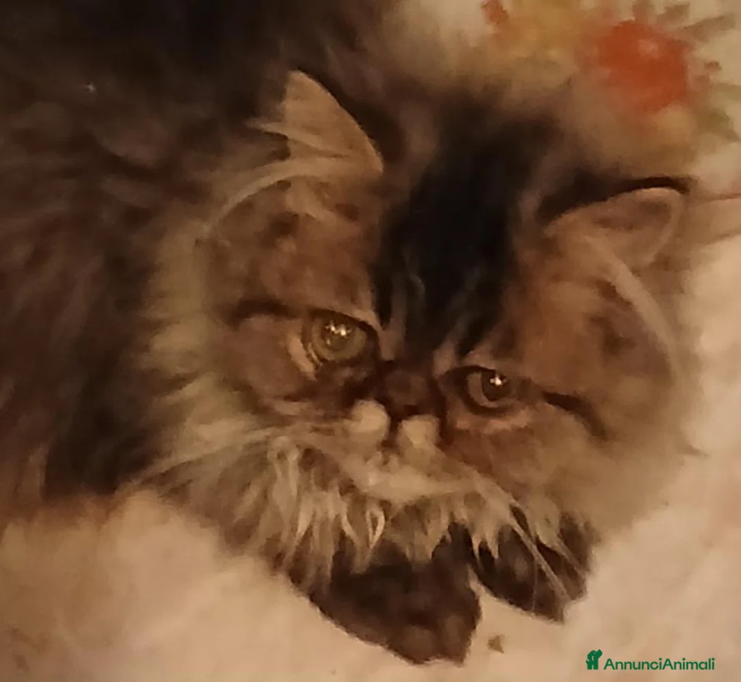 Persiano gatti in vendita: Persiano Golden Tabby Blotched  - Annuncio 2