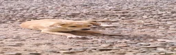 Meticcio cani in regalo: Mirtilla  a Provincia di Crotone - Annuncio 4