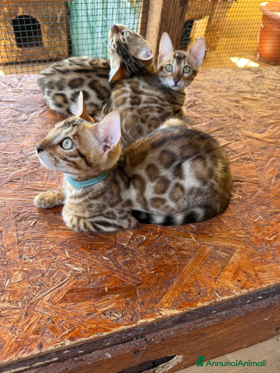 Bengala gatti in vendita: Bellissimi cuccioli  a Città metropolitana di Roma Capitale - Immagine 1