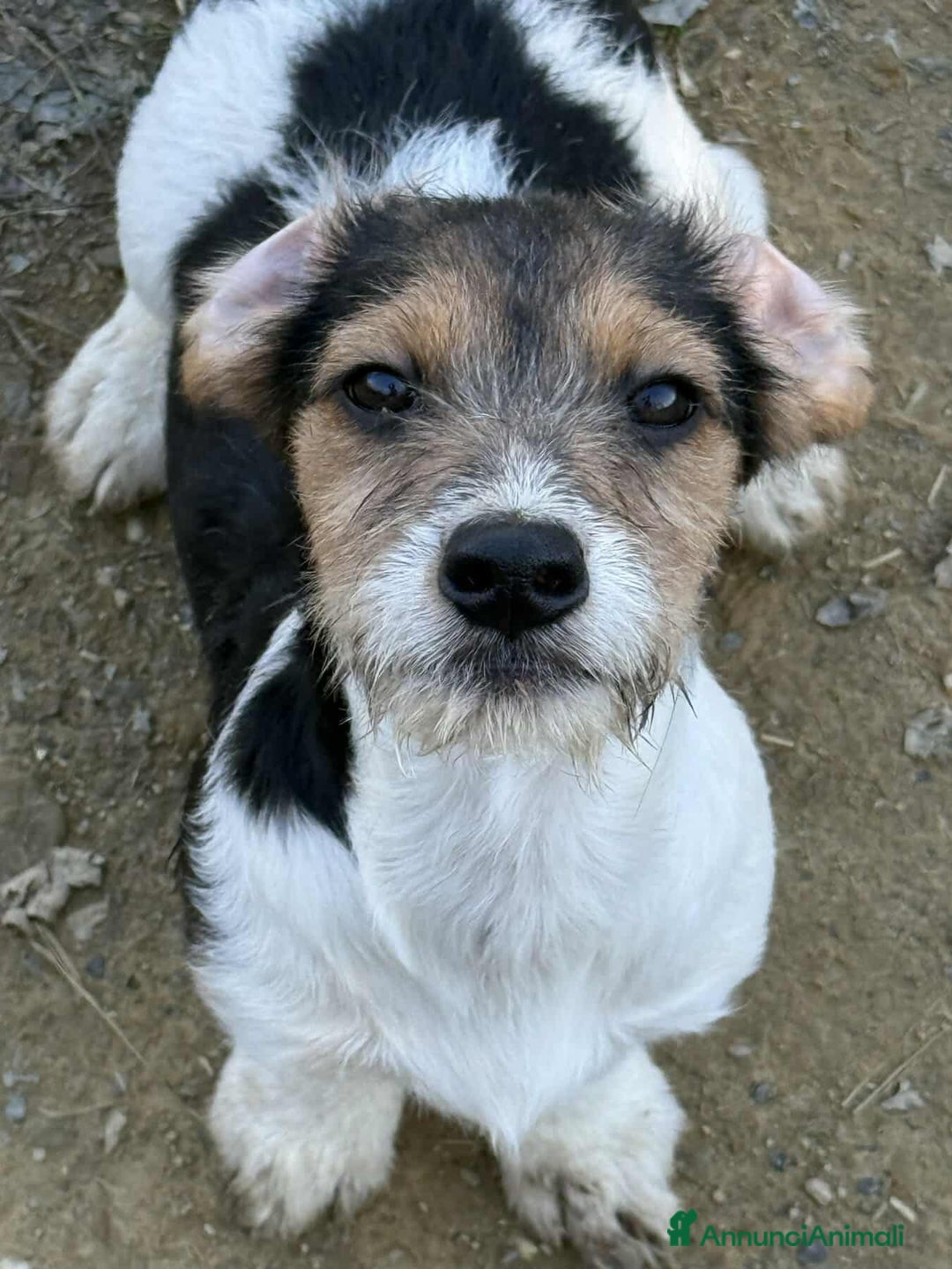 Meticcio cani in regalo: LILO, tenerissimo cucciolo TG PICCOLA! Zampecorte - Annuncio 3