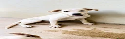 Meticcio cani in regalo: Misty - Annuncio 2