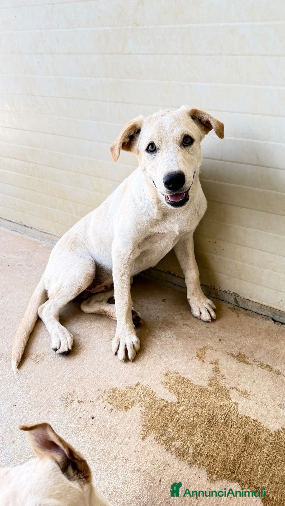 Meticcio cani in regalo: Misty - Annuncio 2