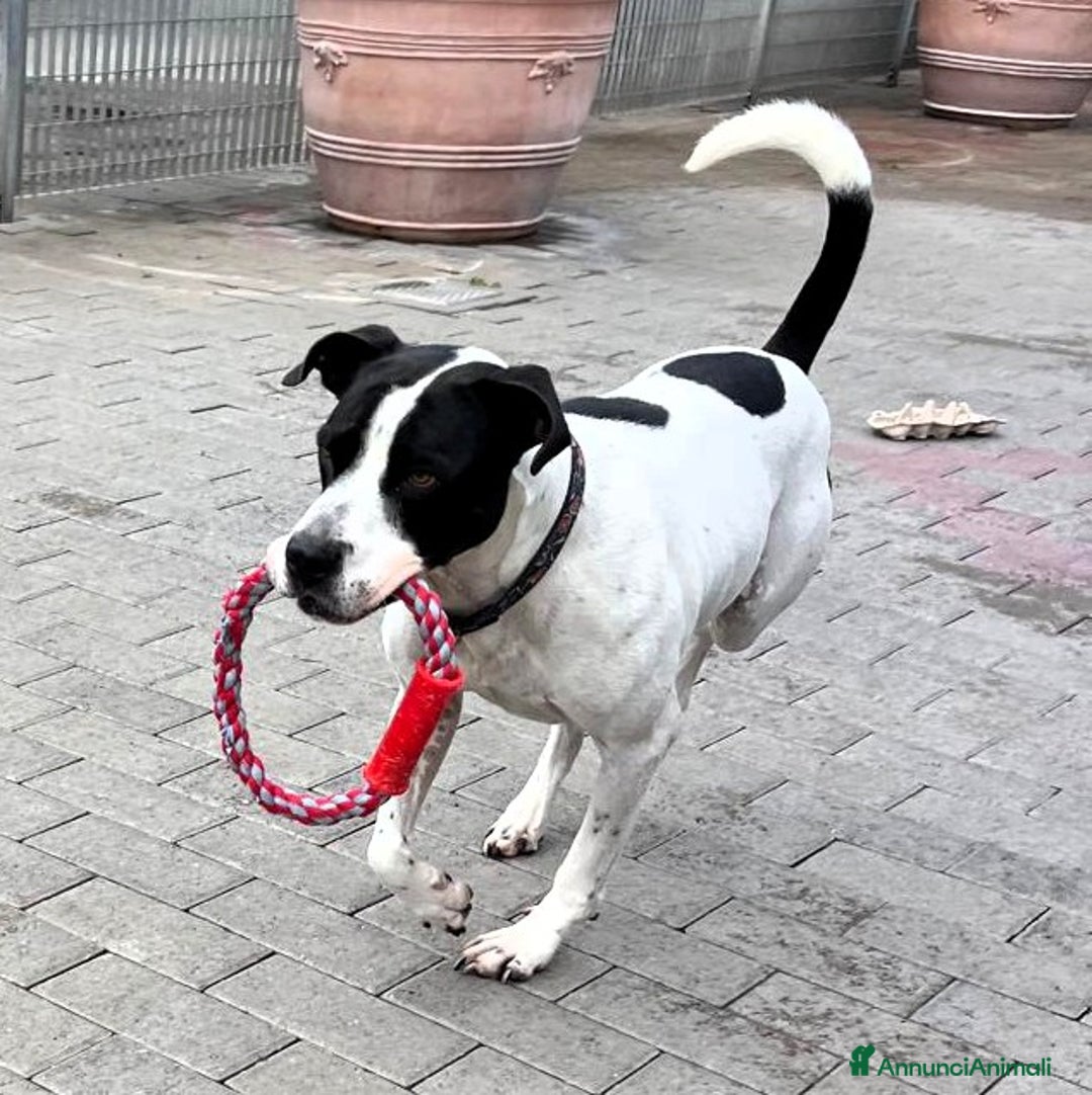 Meticcio cani in regalo: BLACK CERCA CASA - Annuncio 3