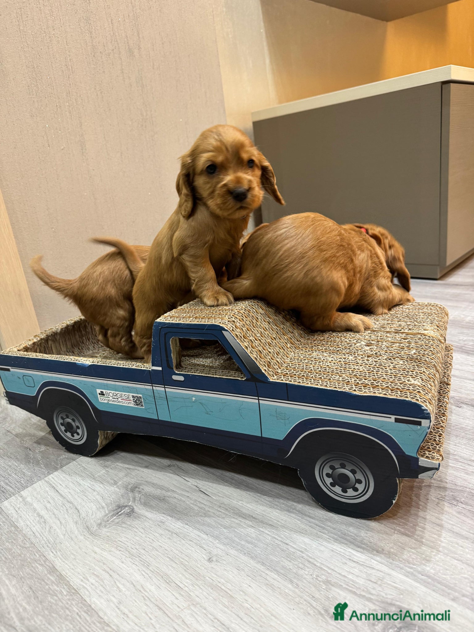 Cocker cani in vendita: Cuccioli Cocker Spaniel fulvi - da luglio 2026 - Annuncio 4