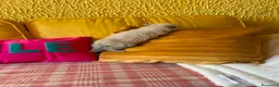 British gatti in vendita: Cuccioli British Longhair a Provincia di Alessandria - Annuncio 9