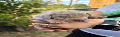 Weimaraner 2