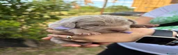Weimaraner cani in vendita: Cucciolata di 6 weimaraner  - Annuncio 6