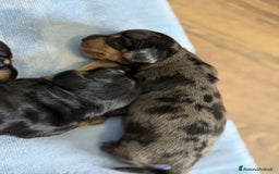 Bassotto cani in vendita: Bassotti Cuccioli - Immagine 1