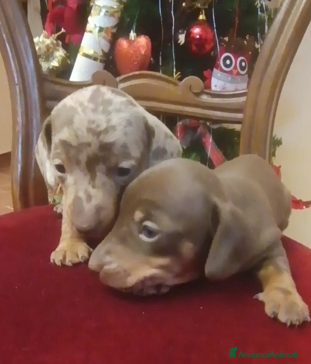 Bassotto cani in vendita: Bassottini disponibili  - Annuncio 2