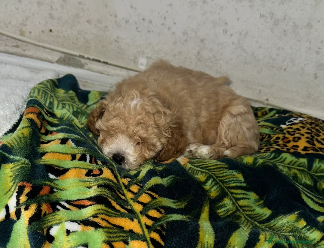 Barboncino Toy cani in vendita: Barboncino Toy maschietto  - Annuncio 4