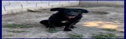 Meticcio cani in regalo: SMOG dolcissimo pacioccone - Annuncio 1