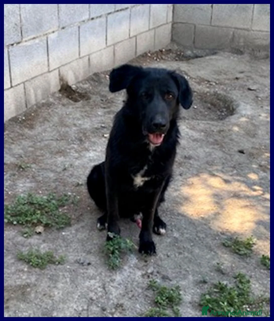 Meticcio cani in regalo: SMOG dolcissimo pacioccone - Annuncio 1