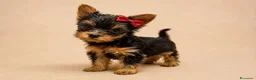 Yorkshire cani in vendita: Adorabili Cuccioli di Yorkshire terrier M/F - Annuncio 18