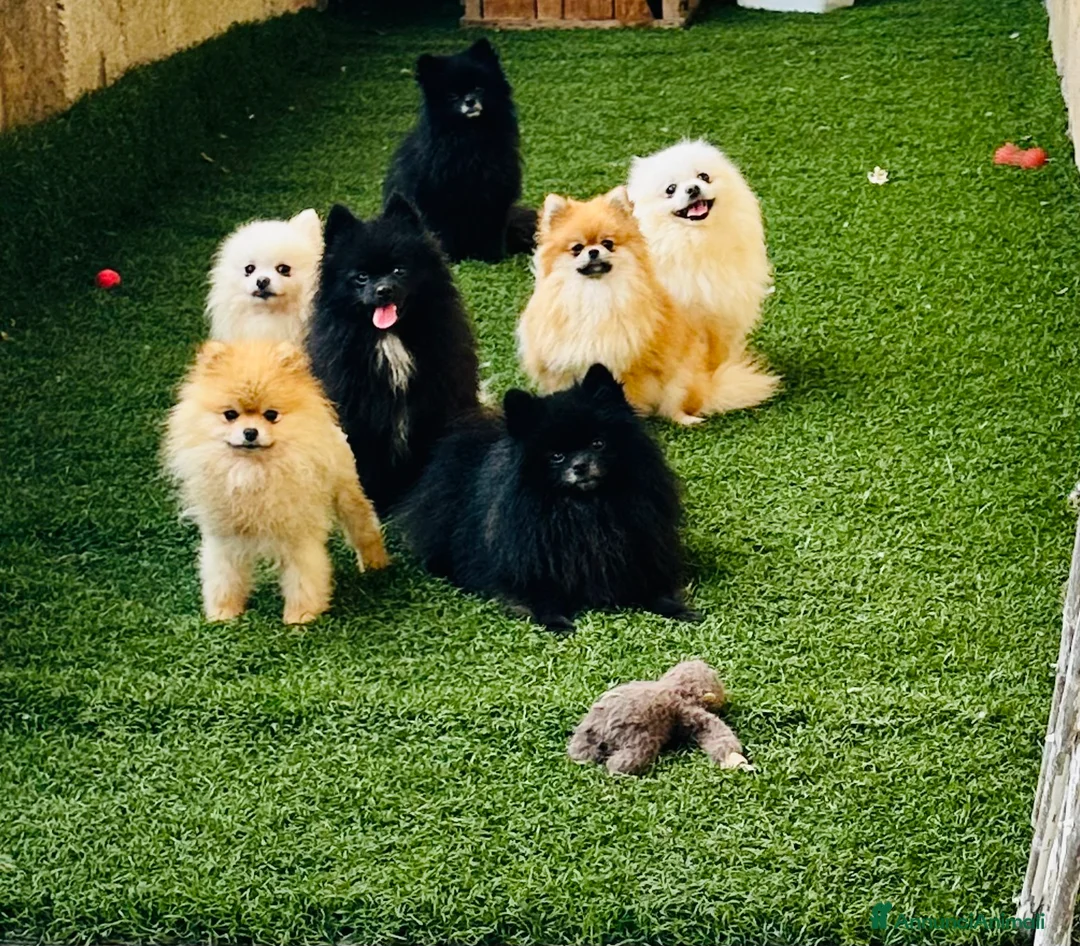 Volpino Pomerania cani in vendita: Volpino spiz - Annuncio 3