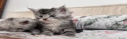 Maine Coon gatti in vendita: Cuccioli Maine Coon - Annuncio 8