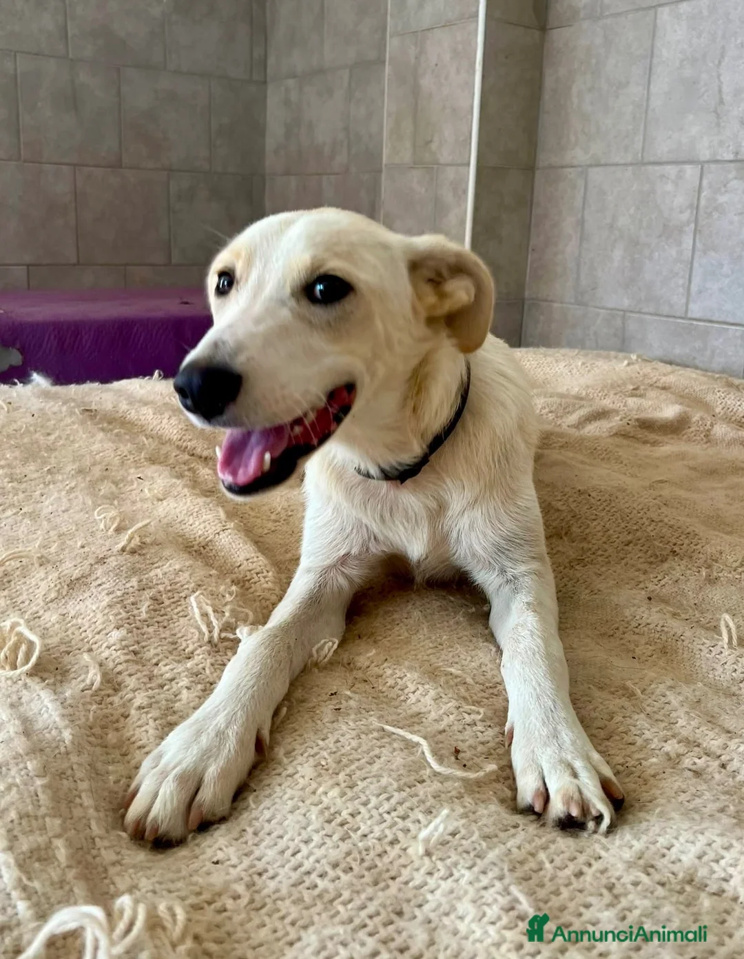 Meticcio cani in regalo: Pluto il coccolone - Annuncio 2