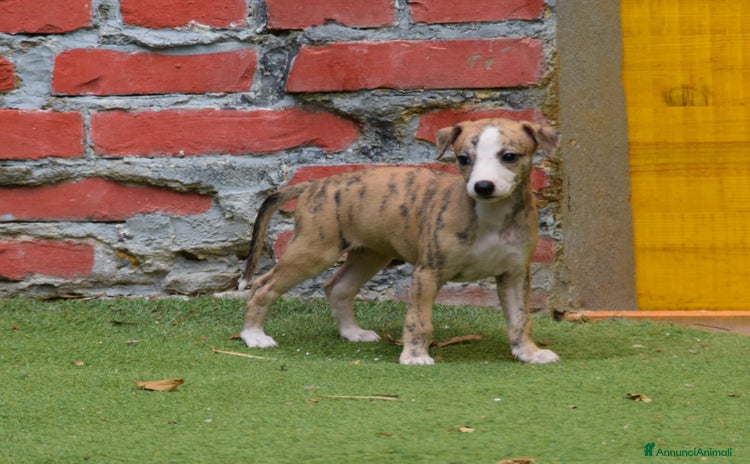 Whippet cani Cuccioli Whippet - Annuncio 1