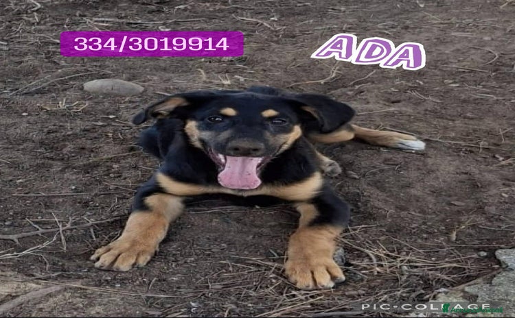 Meticcio cani a Provincia di Ravenna - Annuncio 18