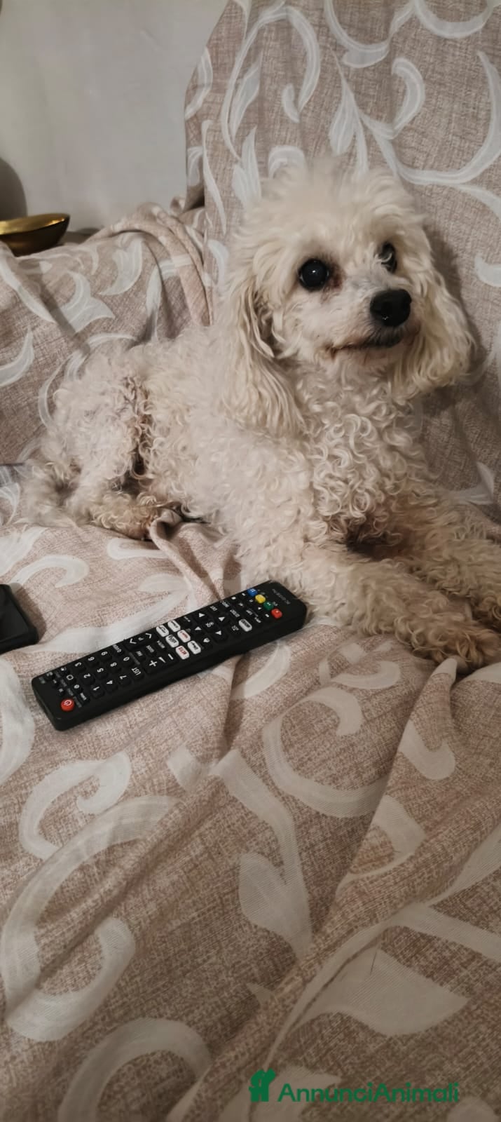 Barboncino cani Ariel - Annuncio 2