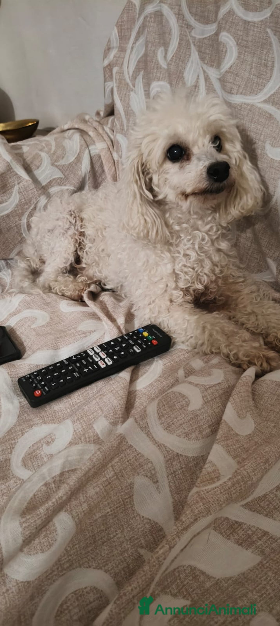 Barboncino cani in regalo: Ariel - Annuncio 2