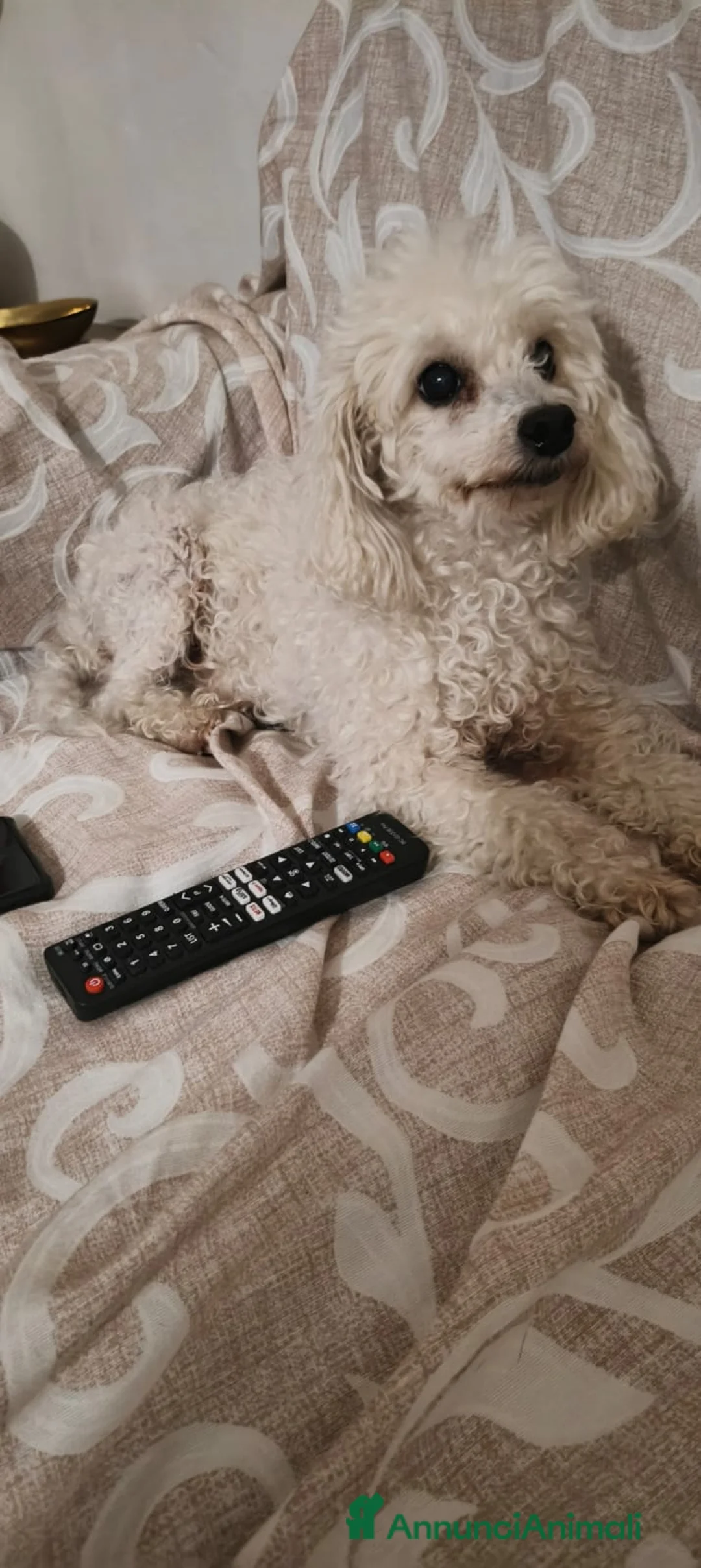 Barboncino cani in regalo: Ariel - Annuncio 2