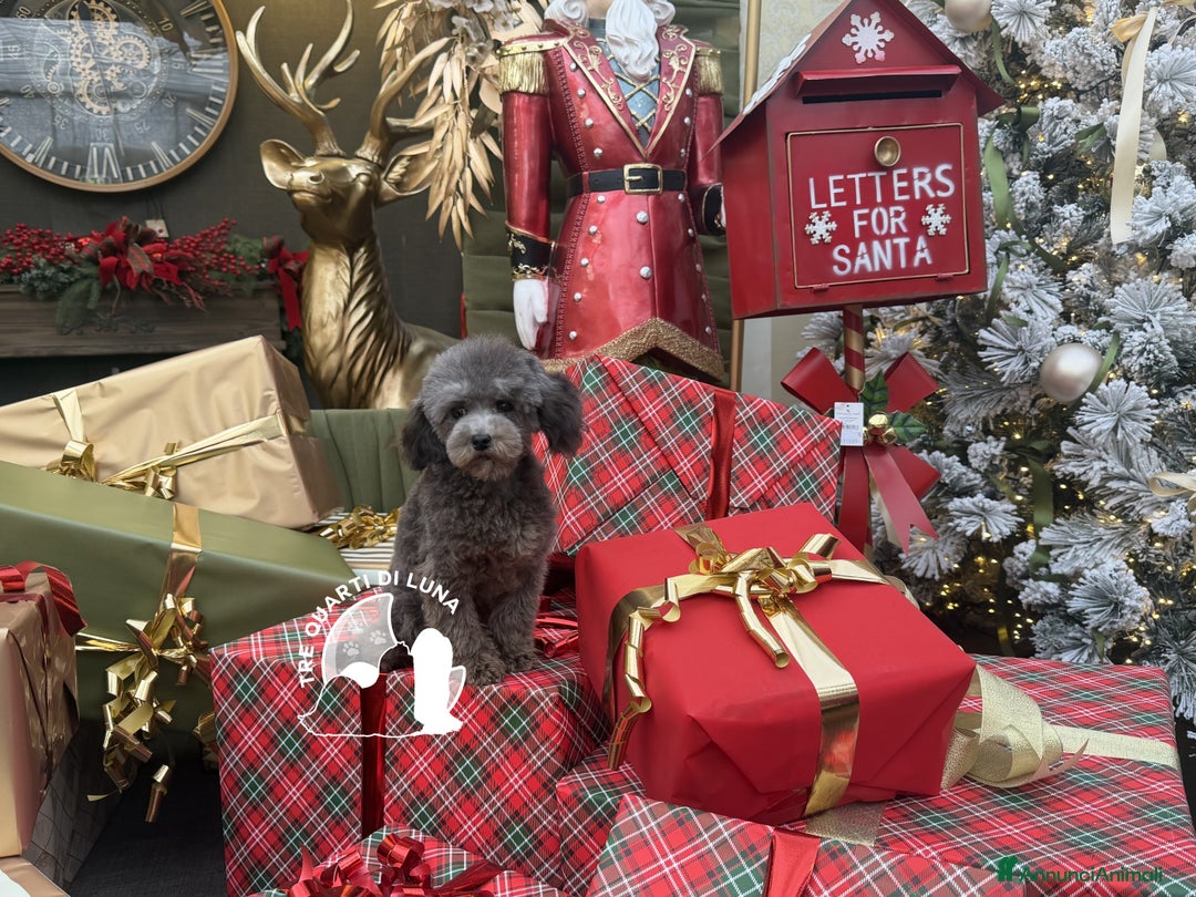 Barboncino Toy cani in vendita: Barboncino TREQUARTIDILUNA  - Annuncio 2