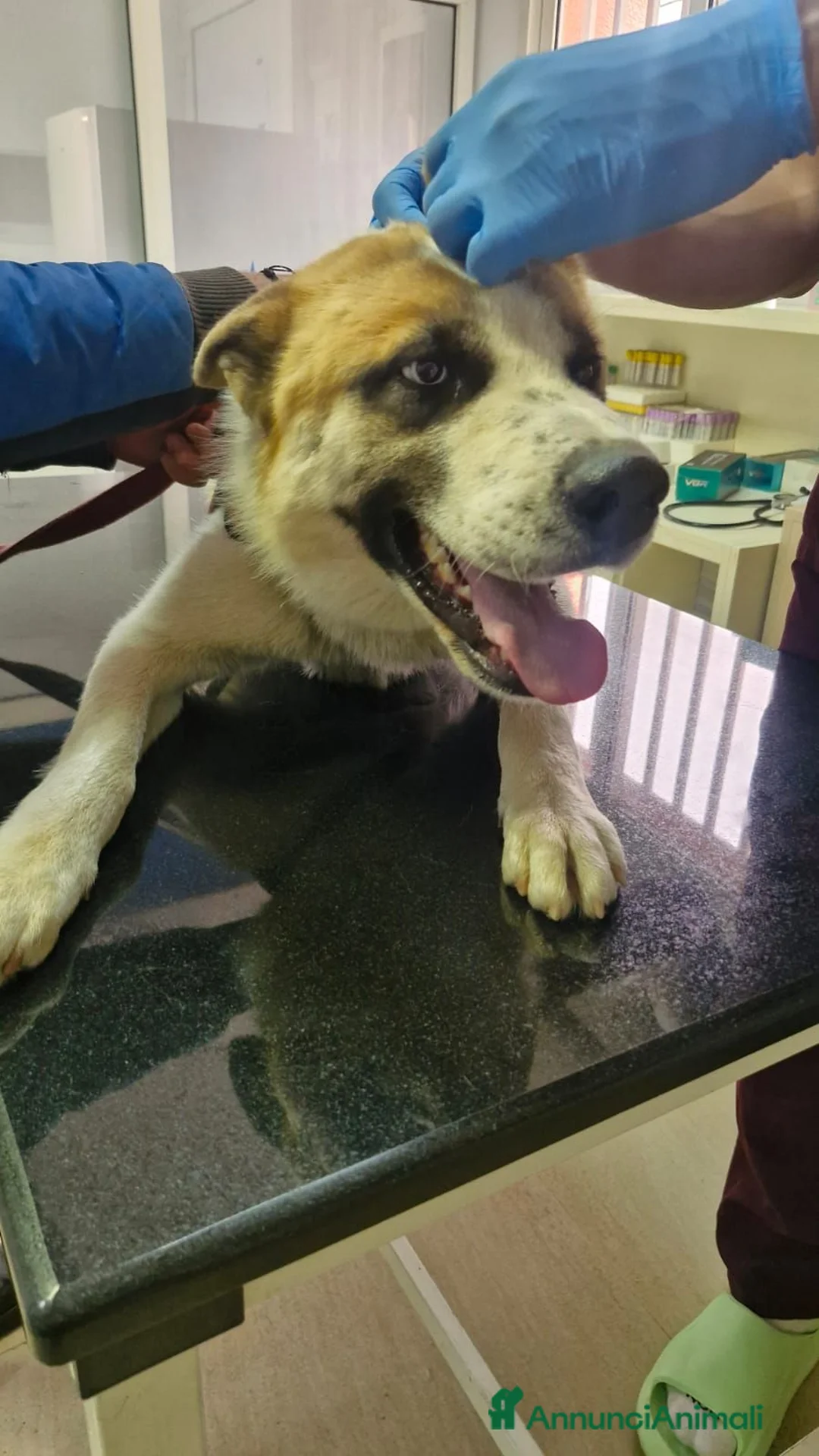 Meticcio cani in regalo: Ronny, un meticcio pronto a farsi amare - Annuncio 2
