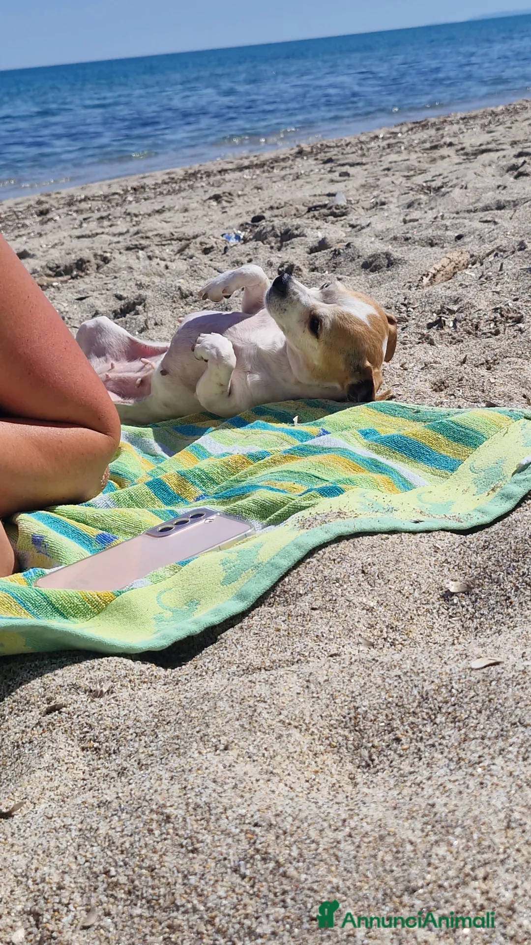 Chihuahua cani in vendita: Ciwawa  - Annuncio 2