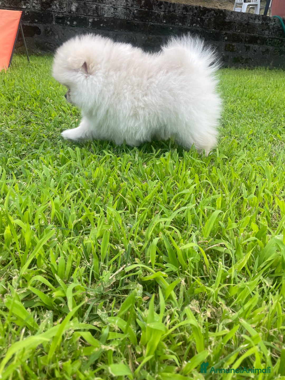 Volpino Pomerania cani in vendita: Volpino di Pomerania spritz nano  a Provincia di Viterbo - Immagine 10