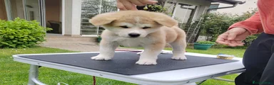 Akita Inu Cucciolo 4