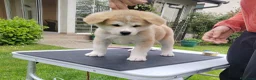 Akita Inu cani in vendita: Cuccioli di Akita Inu - Annuncio 4