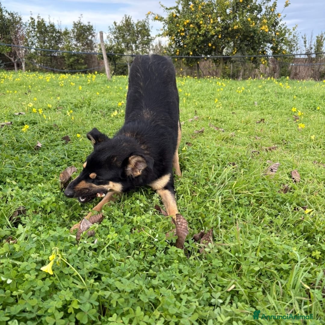 Meticcio cani in regalo: ADA 🩷 -cucciola bellissima ha bisogno di una casa - Annuncio 5