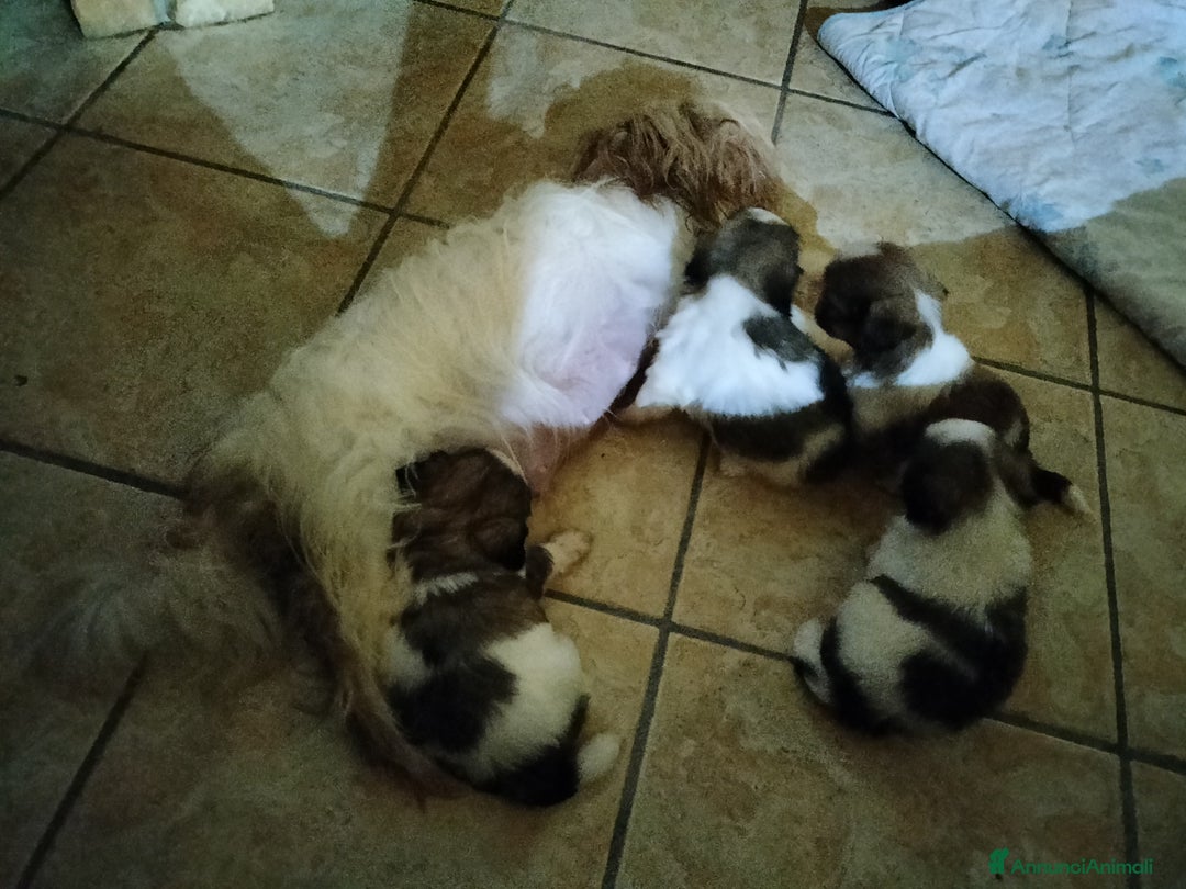 Shih Tzu cani in vendita: Cuccioli di shitzu  - Annuncio 3