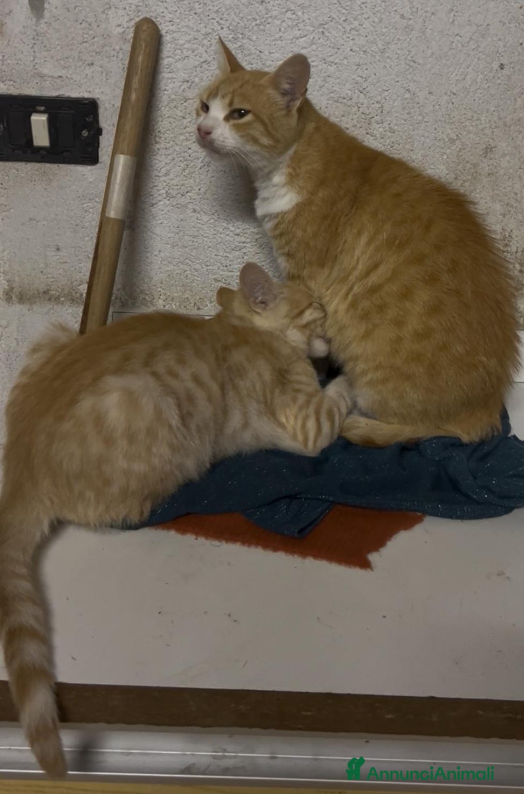 Meticcio gatti in regalo: Cuccioli di 4mesi - Immagine 3