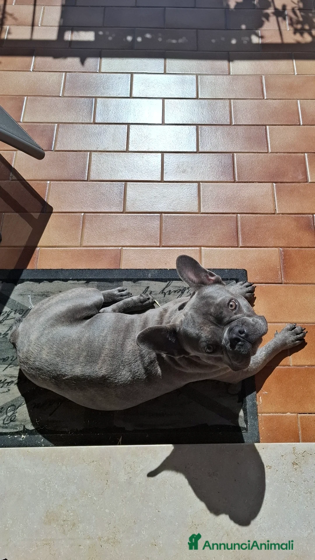 Bulldog Francese cani per accoppiamento:  Ciccio Maschio Bulldog Francese Cerca Femmina - Annuncio 9