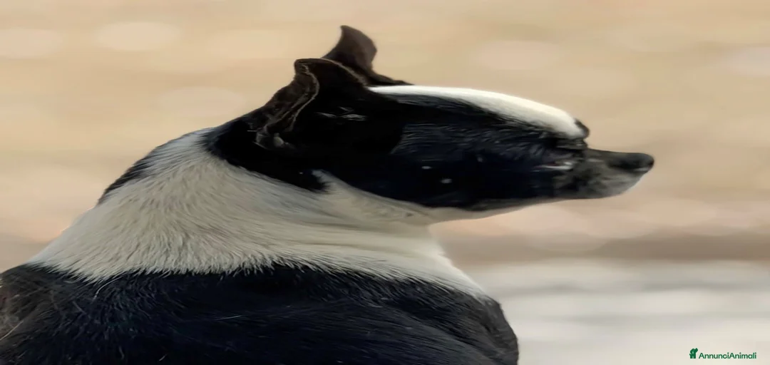 Immagine della galleria {{count}}