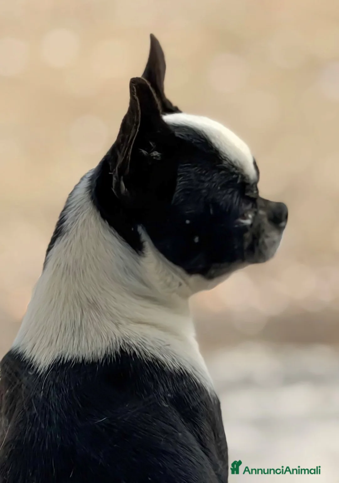 Immagine della galleria {{count}}