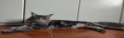 Maine Coon gatti in vendita: Meravigliosi gattini Maine Coon - Annuncio 5