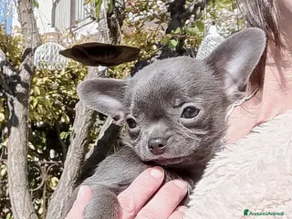 Chihuahua cani Chihuahua con pedigree ENCI - Annuncio 36
