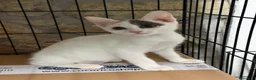 Meticcio gatti in regalo: Allegra - Annuncio 3