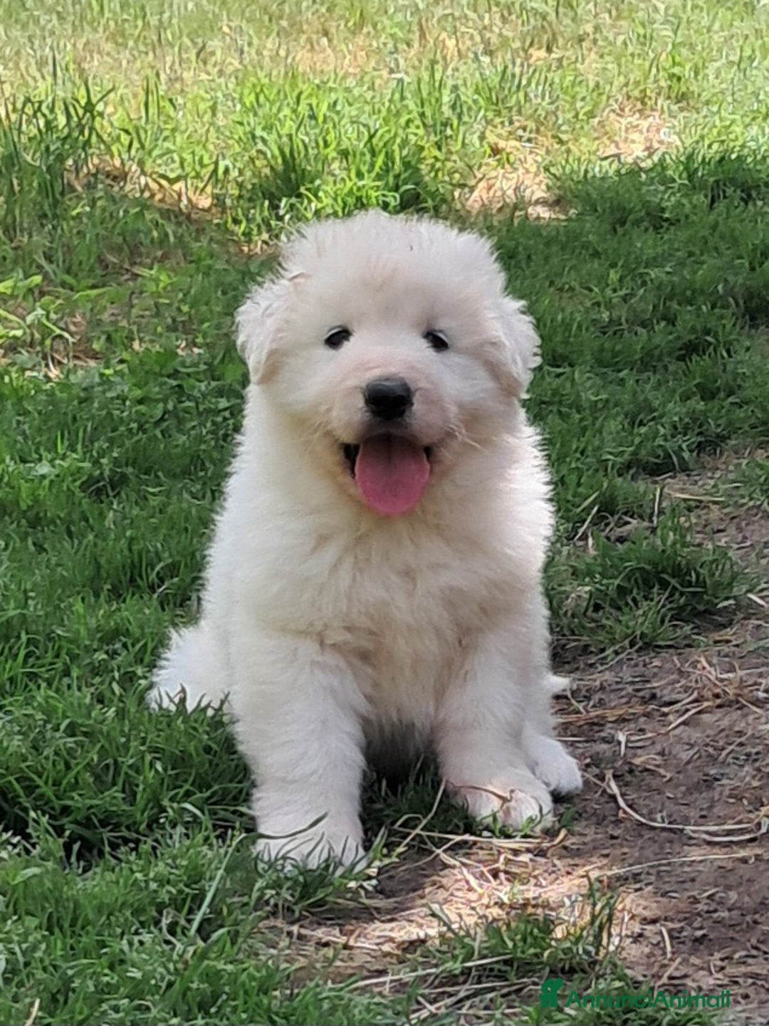 Pastore Maremmano cani in vendita: cuccioli e cuccioloni di pastore Maremmano Abruz. - Annuncio 8