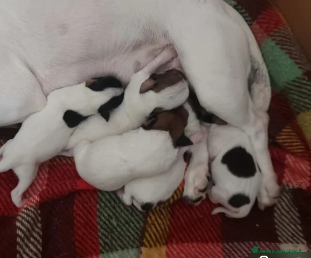 Jack Russell cani in vendita: GEK  Russel  toy  piccolissimi  - Annuncio 9