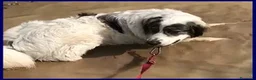 Meticcio cani in regalo: GGG un tenerone! tg grande a Provincia di Bergamo - Annuncio 4