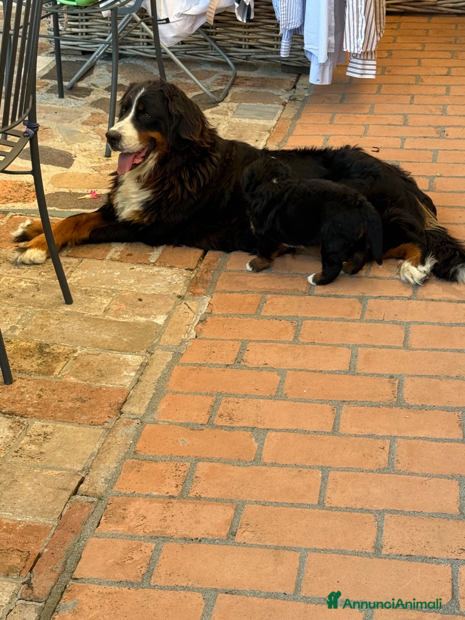Bovaro del Bernese cani Cucciole di Bovaro del Bernese - Annuncio 1
