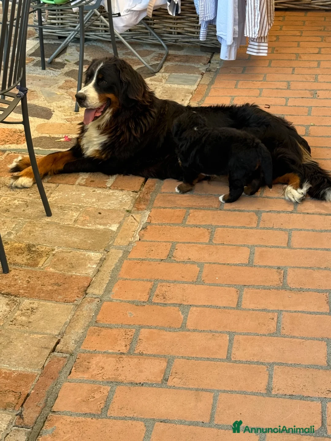 Bovaro del Bernese cani in vendita: Cucciole di Bovaro del Bernese - Annuncio 1