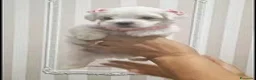 Maltese cani in vendita: Maltese coreano mini toy - Annuncio 3