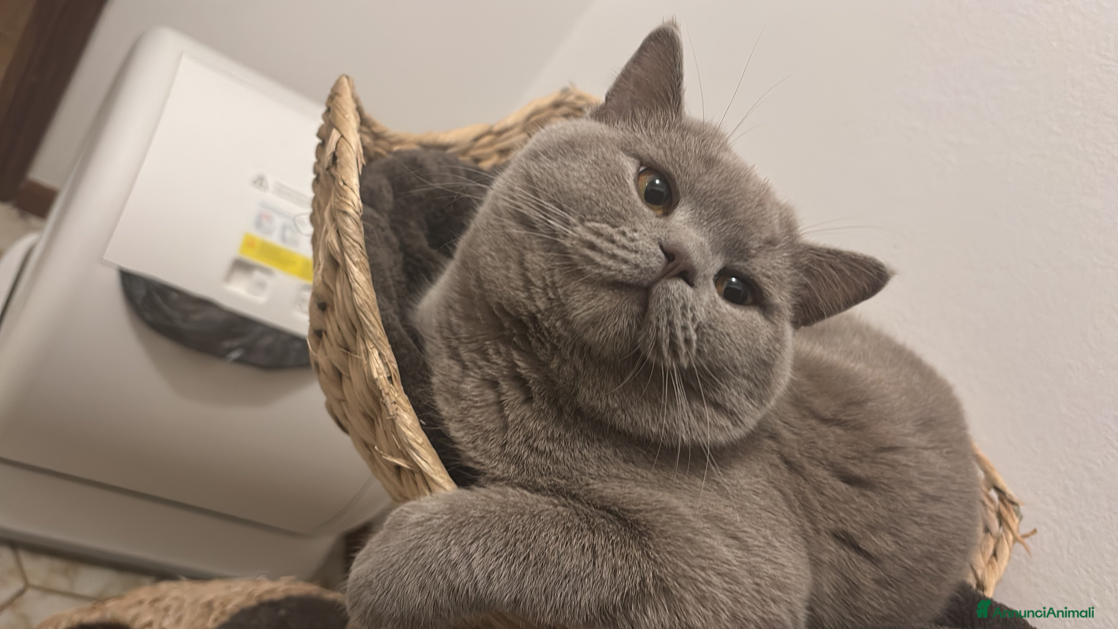 British gatti British shorthair - Annuncio 1