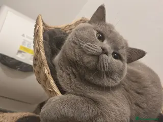 British gatti British shorthair - Annuncio 1
