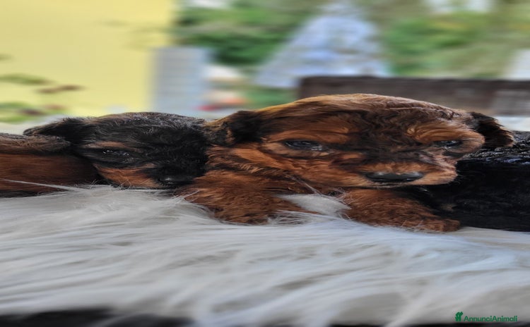 Barboncino cani a Città metropolitana di Milano - Annuncio 4